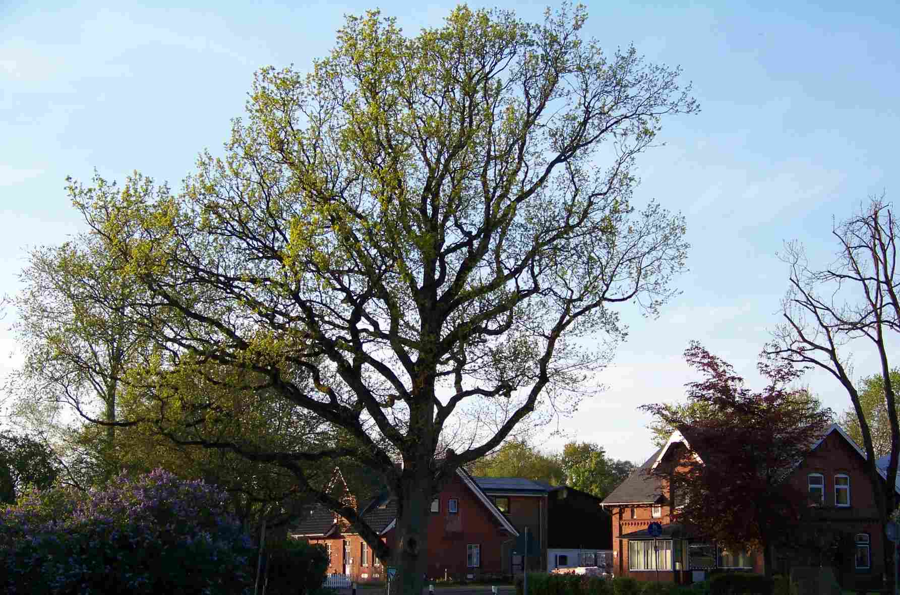 Eiche im April 2025