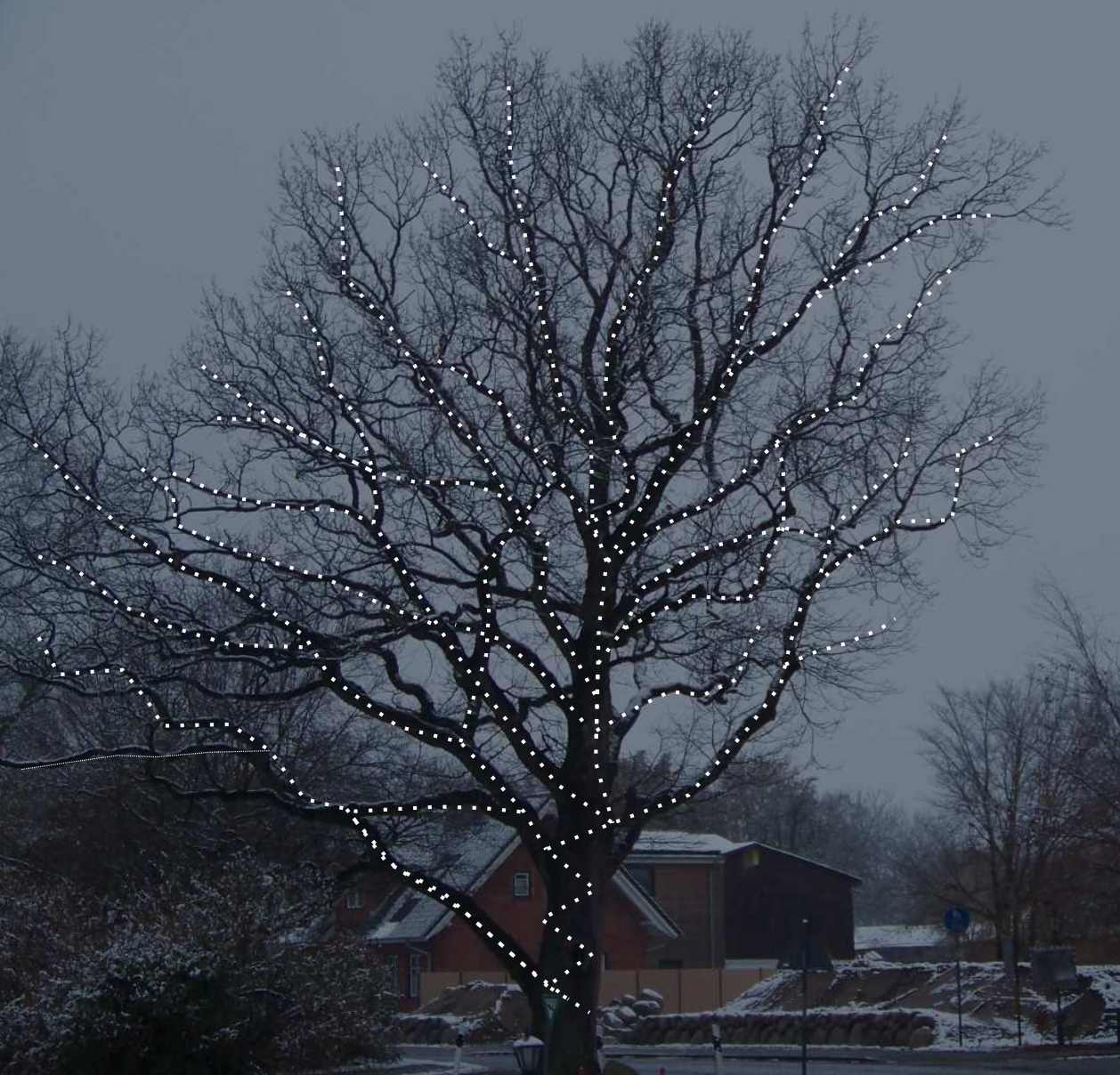 Eiche am 19. September 2025